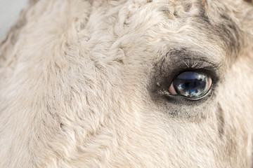 Blue horse eye close-up. Long white eyelashes. Falling sunlight passes through the pupil. Close up details