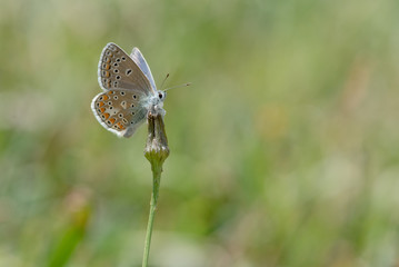 Isolated small beautiful butterfly sitting on a flower