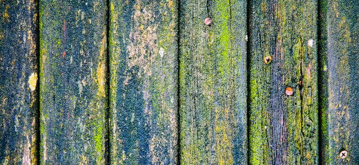 Obraz premium Old wooden planks background. Green mold texture.