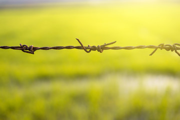 Barbed wire fence, In the morning rice field.