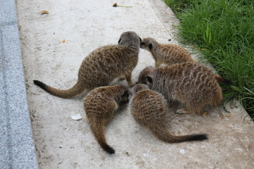 Meerkat family having fun on a walk at the zoo