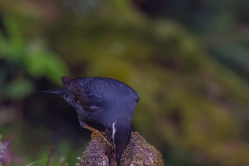view of a beautiful bird in nature