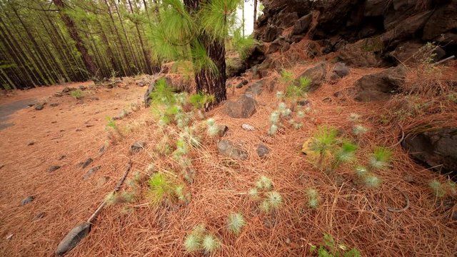 Forestation with small Pine tree seedlings in a forest. Tenerife, Spain (Canary Islands)