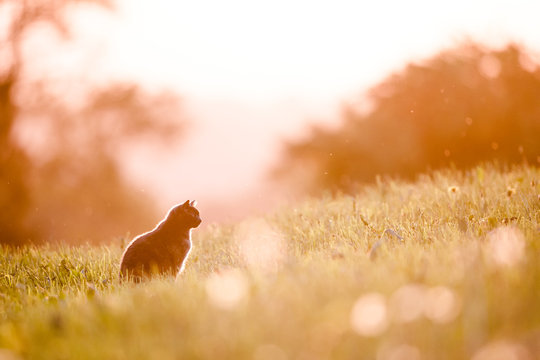 Cat silhouette in backlight during sunset