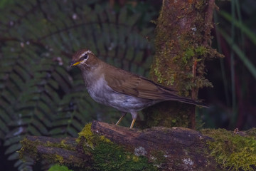 view of a beautiful bird in nature