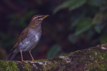 view of a beautiful bird in nature