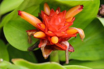 Obraz premium exotische tropische Blumen - Botanischer Garten