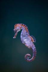 Caballito de mar debajo del agua © Azahara