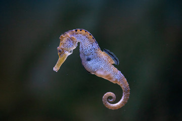 Caballito de mar debajo del agua