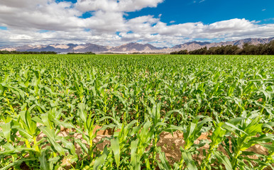Fototapeta na wymiar Field with young plants of corn. Advanced agriculture industry in desert areas of the Middle East