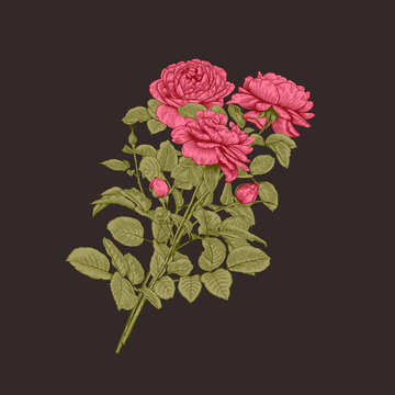 Vintage bouquet with roses. Floral vector illustration. Dark background.