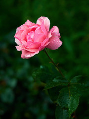 beautiful pink rose with drops close up