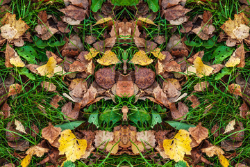 Yellow autumn birch leaves on green grass