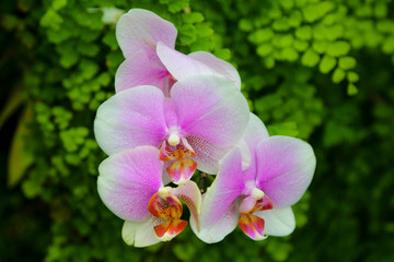 exotische tropische Blumen - Botanischer Garten