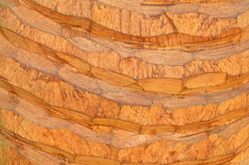 Wood texture