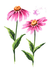 Echinacea purpurea stems with leaves and flowers, medical plant or herb.. Hand drawn watercolor illustration, isolated on white background