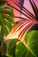 Tropical plants background. 
