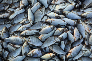 Piles of crucian carp