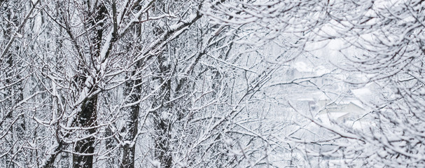 Fairytale fluffy snow-covered trees branches, nature scenery with white snow and cold weather. Snowfall in winter park