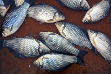 Piles of crucian carp