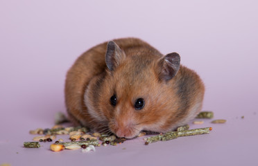 Syrian brown hamster on a pink background