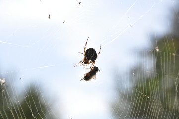 Spider and its pray