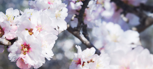 A branch of cherry blossoms. Sunlight through the branches. Spring background.
