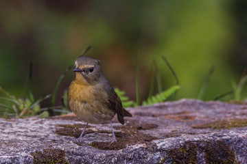 view of a beautiful bird in nature