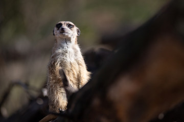 Suricato en alerta al atardecer