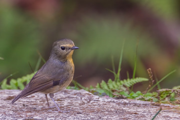 view of a beautiful bird in nature