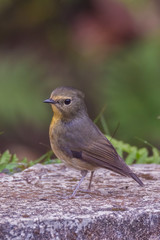 view of a beautiful bird in nature