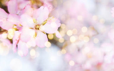 Fototapeta na wymiar Fresh flowers. Spring background.