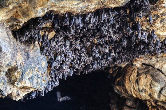 Flederm&auml;use H&ouml;hle