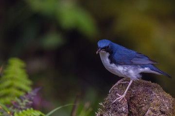 view of a beautiful bird in nature