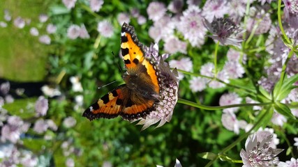 Obraz premium Aglais urticae