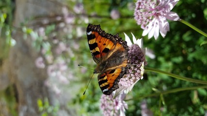 Aglais urticae