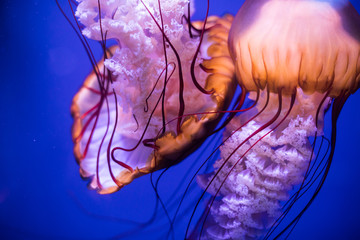 Jelly fish swimming in an aquarium