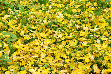 Żółte liście na trawie jesień