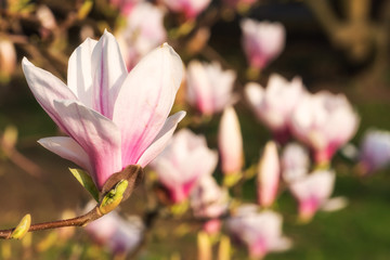 Nahaufnahme einer blühenden Magnolie