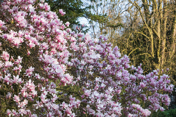 Obraz premium Ein in voller Blüte stehender Magnolienbaum