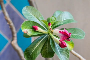 Close up pink adenium flower almost bloom