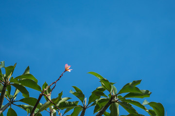 Pink Frangipani on tree with blue sky