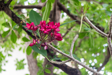 Red Frangipani bloom on tree