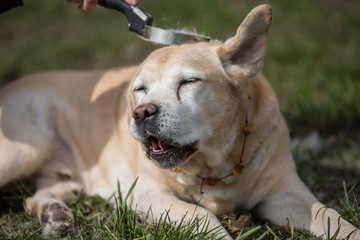 alter Labrador genießt Sonnenstrahlen