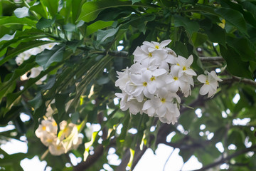 White Frangipani flowers bloom on tree