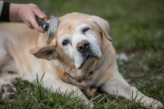 alter Labrador Rüde genießt Sonnenstrahlen und wird draußen ausgebürstet Fellpflege für einen Senioren Hund