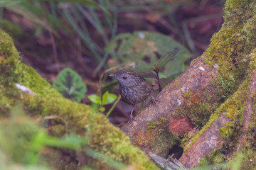 view of a beautiful bird in nature