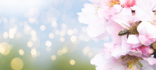 Fresh flowers. Spring background.