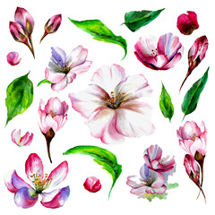 watercolor set of flowers and leaves for the design of cards and invitations