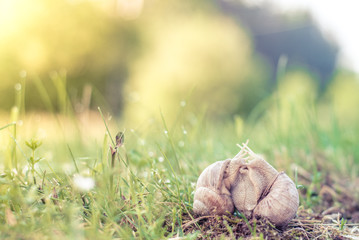 Two snails mating on a green field with backlight